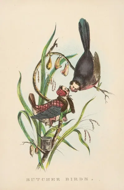 Butcher Birds