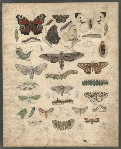 Butterflies 11