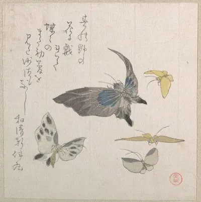 Butterflies 3