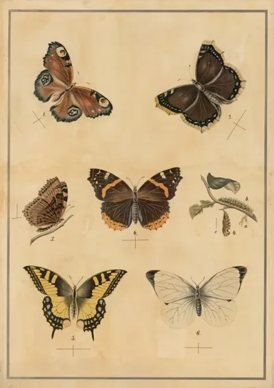 Butterflies 8