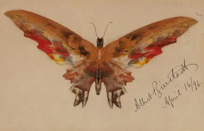 Butterfly 3