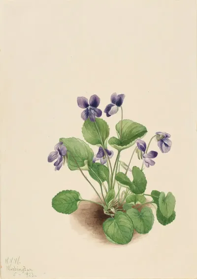 Butterfly Violet Viola Papilionacea