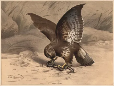 Buzzard 2