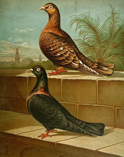 C Gestuosa