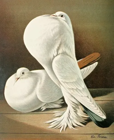 C Gutturosa Maxima Pom