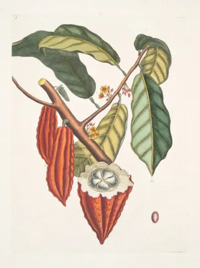 Cacao Arbor The Cacao Tree