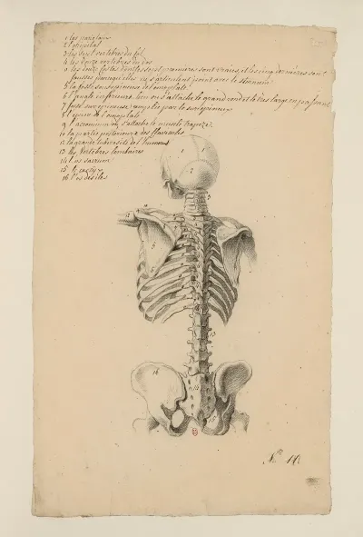 Cahiers Danatomie Pl 10
