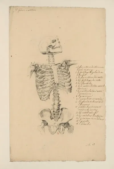 Cahiers Danatomie Pl 12