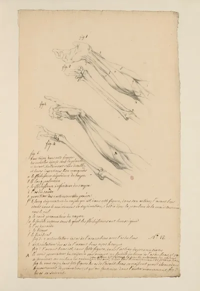 Cahiers Danatomie Pl 21