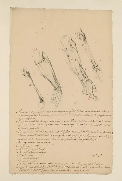 Cahiers Danatomie Pl 22