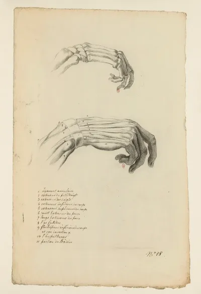 Cahiers Danatomie Pl 23