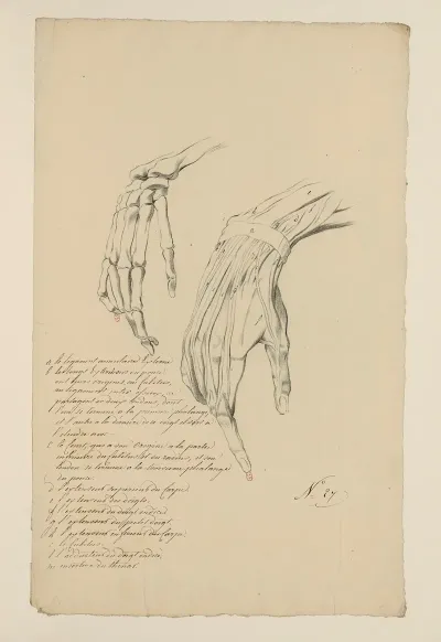 Cahiers Danatomie Pl 24