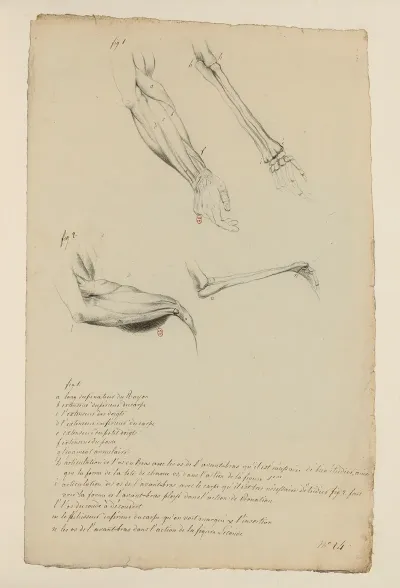 Cahiers Danatomie Pl 26