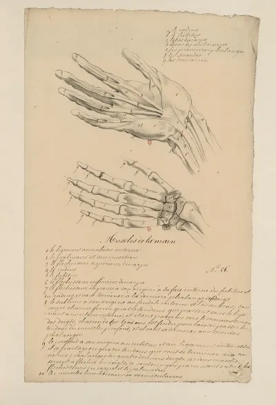 Cahiers Danatomie Pl 27