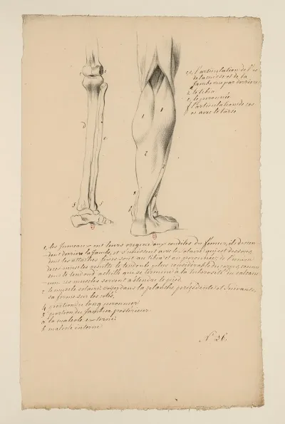 Cahiers Danatomie Pl 28