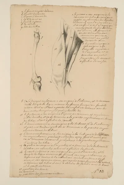 Cahiers Danatomie Pl 31