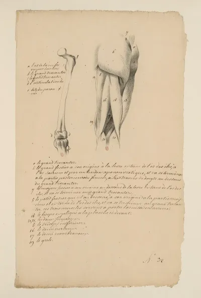 Cahiers Danatomie Pl 32