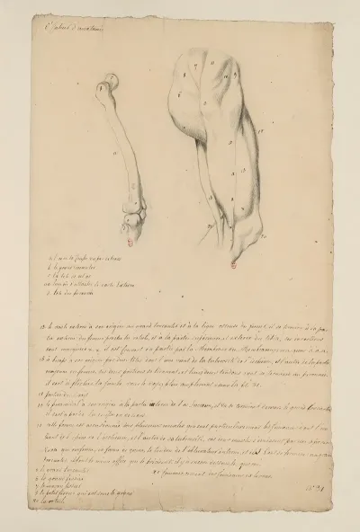 Cahiers Danatomie Pl 33