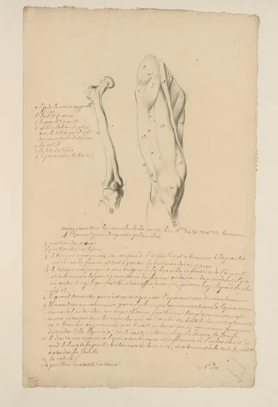 Cahiers Danatomie Pl 34