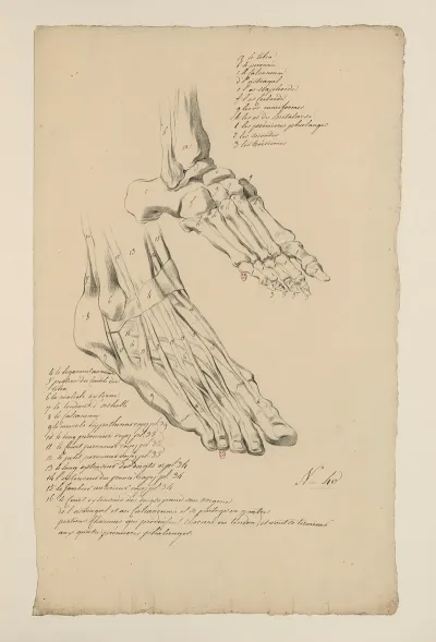 Cahiers Danatomie Pl 36