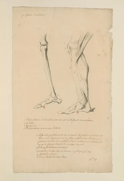 Cahiers Danatomie Pl 40
