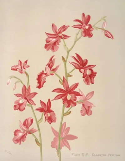 Calanthe Veitchii