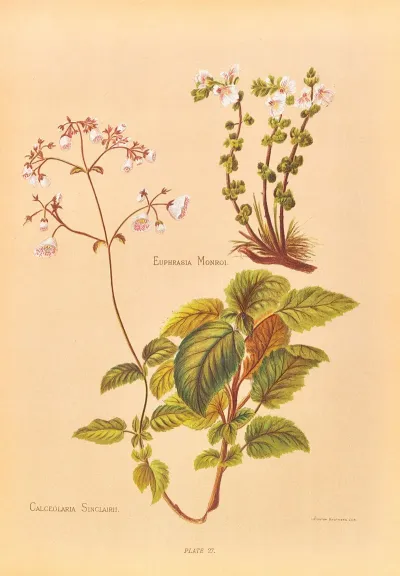 Calceolaria Sinclairii