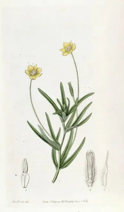 Californian Platystemon