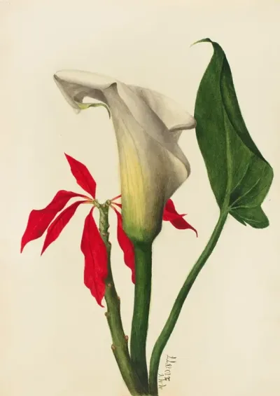 Calla Lily 2