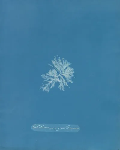 Callithamnion Gracillimum