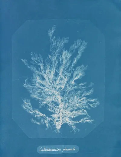 Callithamnion Plumula