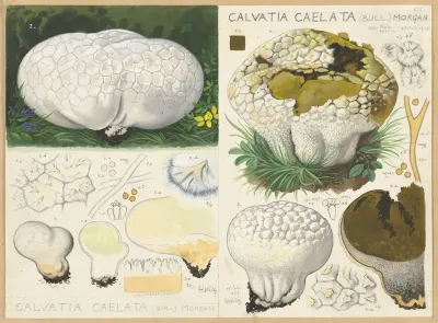 Calvatia Caelata Bull Morgan