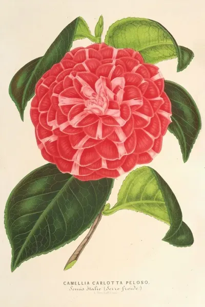 Camellia Cariotta Peloso Hybr