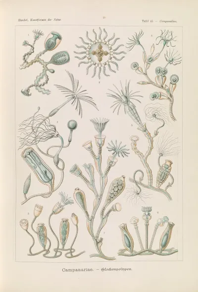 Campanariae Glockenpolnpen