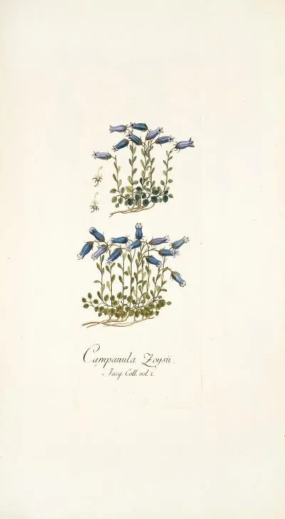 Campanula Zoysii