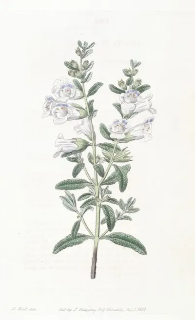 Campanulate Sphacele