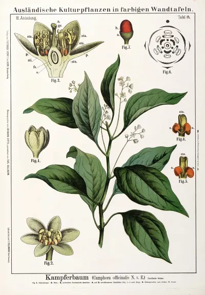 Camphora Officinalis Kamfer