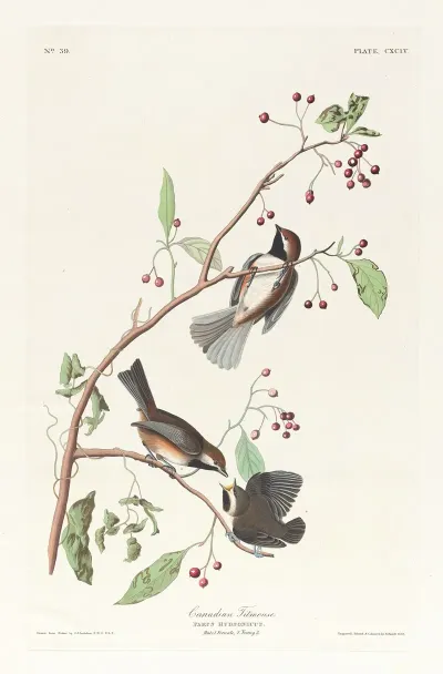 Canadian Titmouse