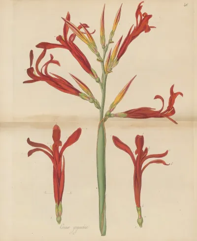 Canna Gigantea