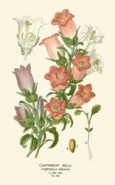 Canterbury Bells