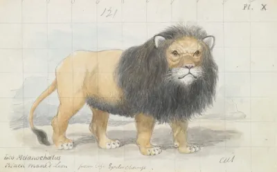 Cape Lion