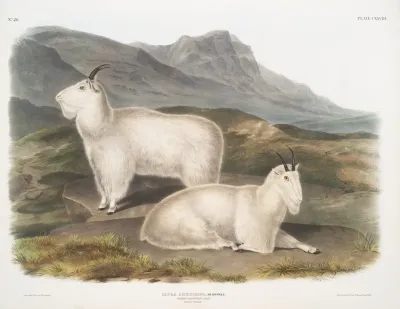 Capra Americana Rocky Mountain Goat Male Female