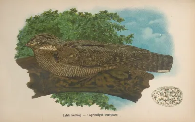 Caprimulgus Europaeus 2