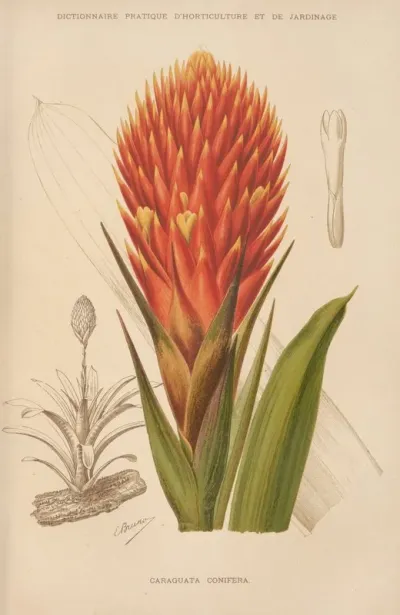 Caraguata Conifera