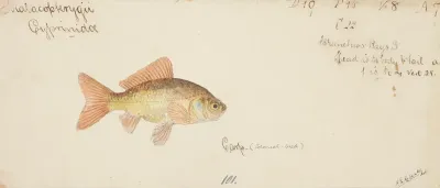 Carassius Auratus Goldfish