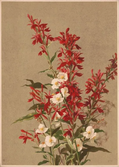 Cardinal Flower