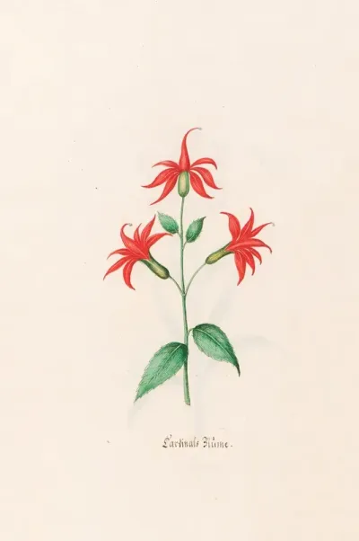 Cardinals Blume