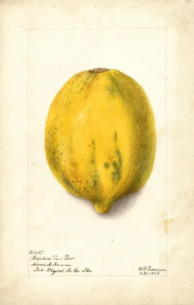 Carica Papaya 4