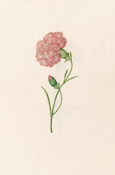 Carnation 11