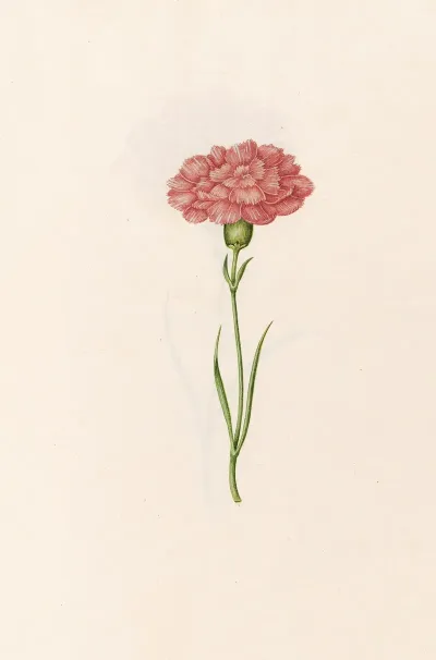 Carnation 14
